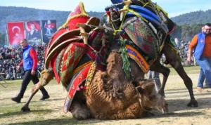 Torbalı’da Deve Güreşi Festivali gerçekleşti.