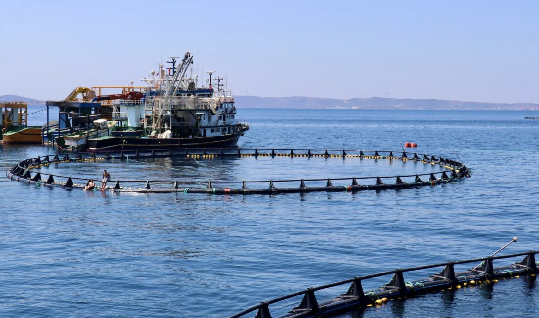 İzmir’de Yetiştirilen Orkinoslar Japonya