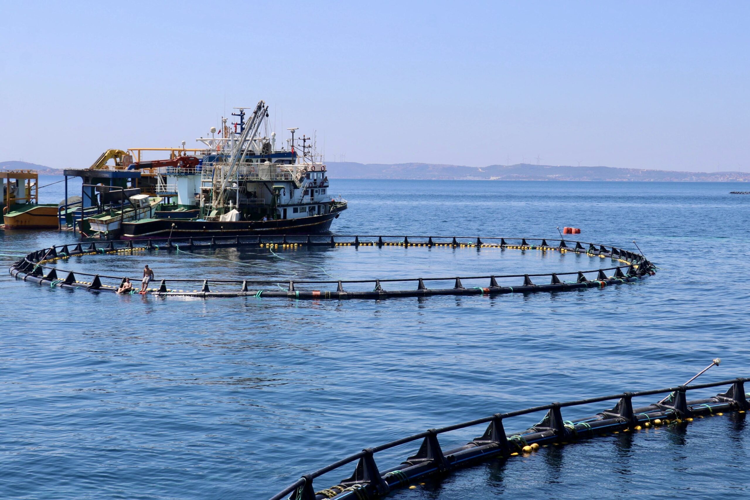 İzmir’deki Orkinos Çiftlikleri Dünyaya Açılıyor