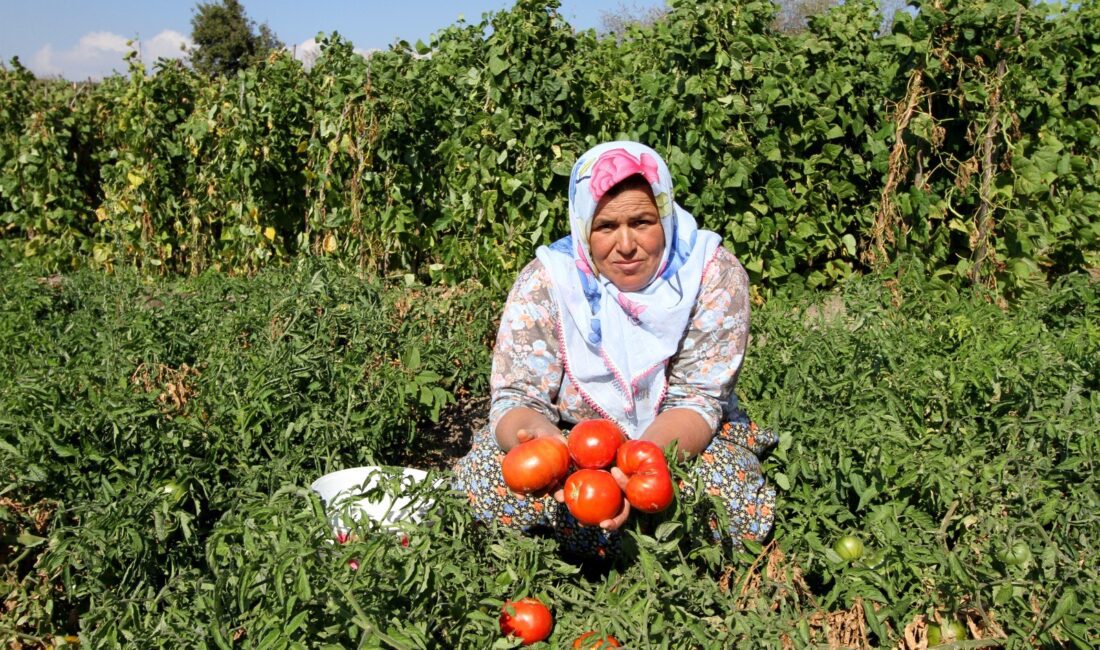 Yamanlar’da yaşanan tarihi yangın felaketinin izlerini silmeye çalışan