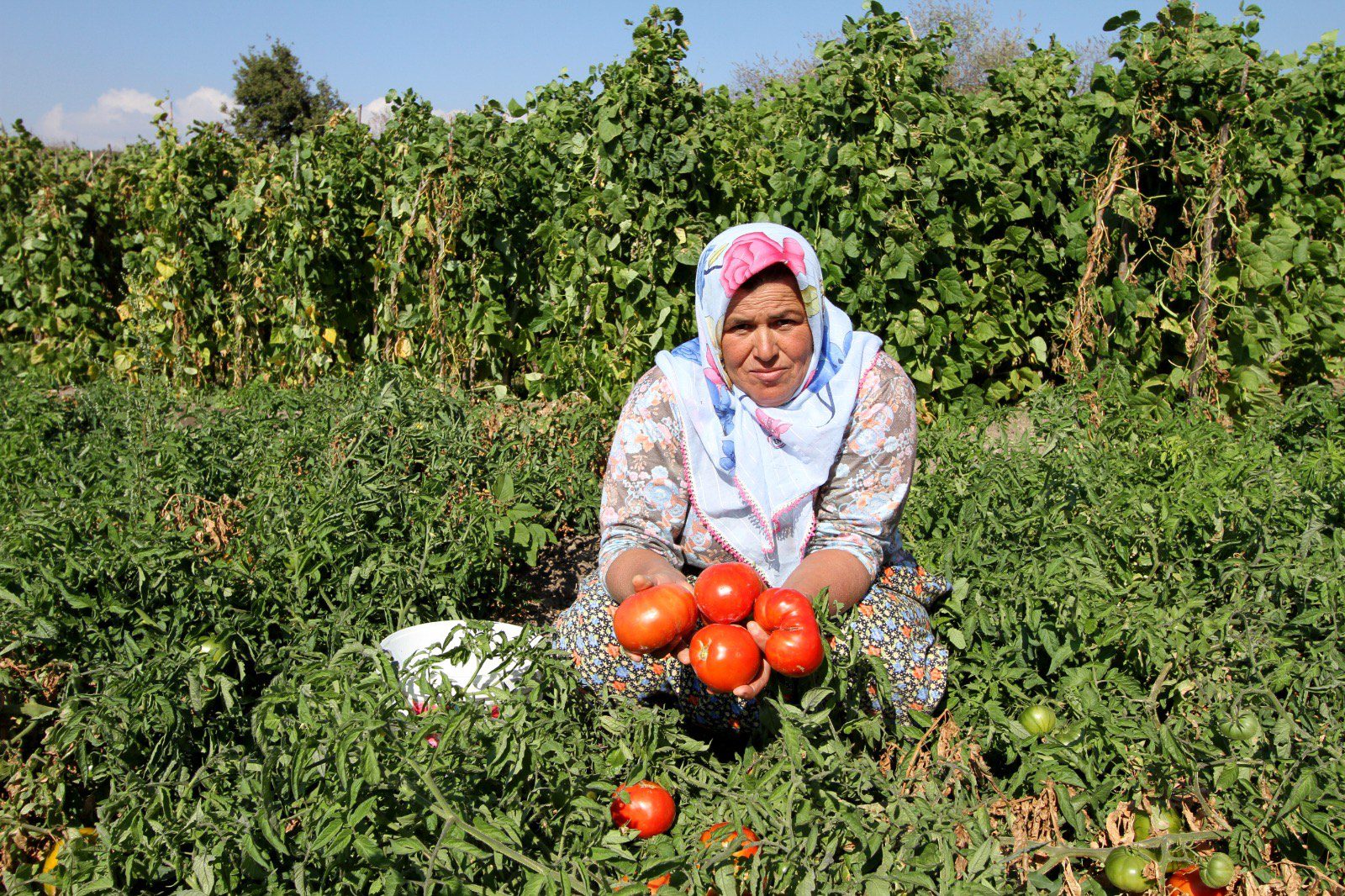 Yamanlar ‘Domates Şenliği’ ile yeniden doğuyor!