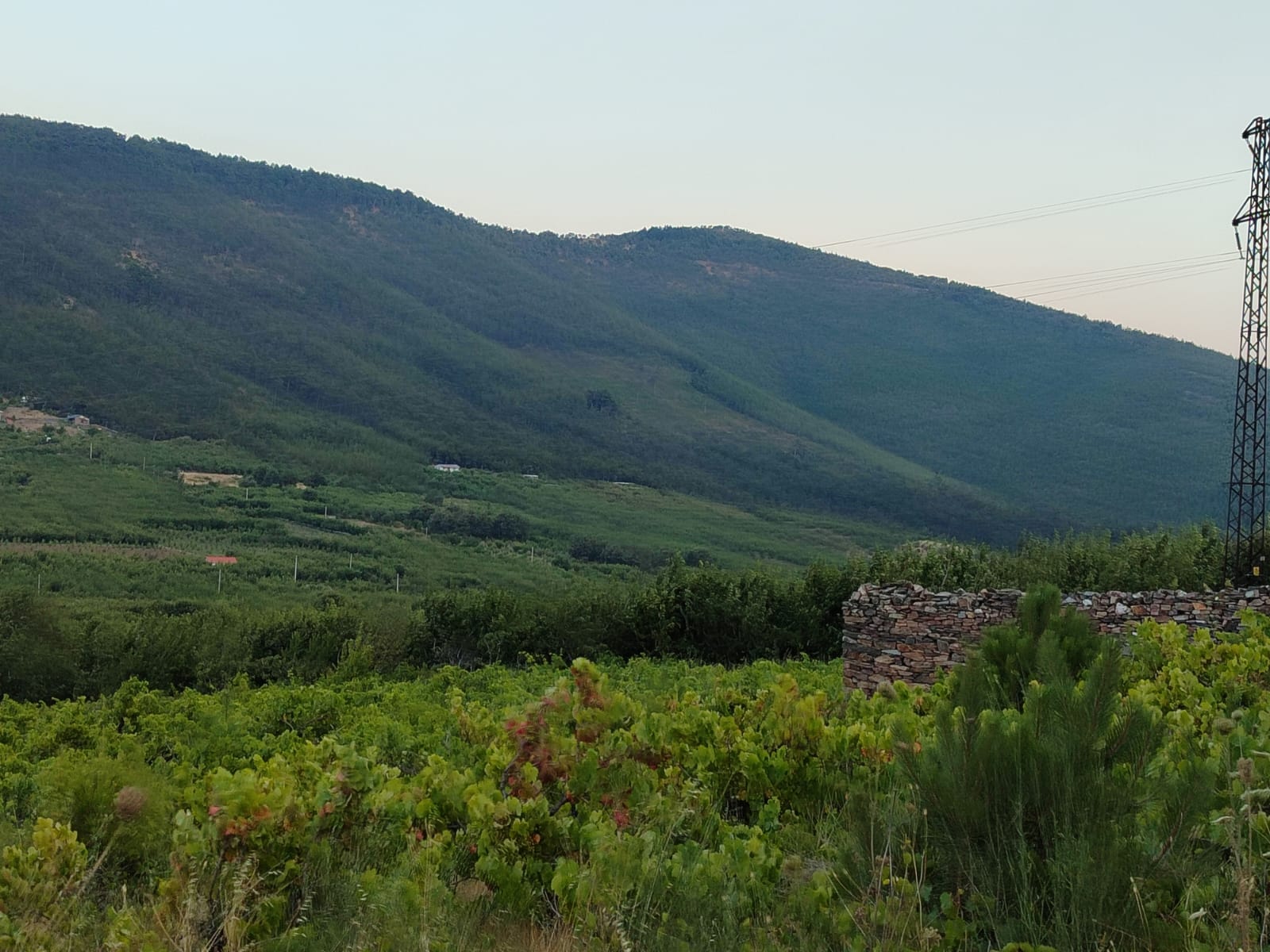 KEMALPAŞA’DA ÇİFTÇİ BAKANLIĞA SESLENİYOR “2B ARAZİ DEVRİNİ YAPIN”