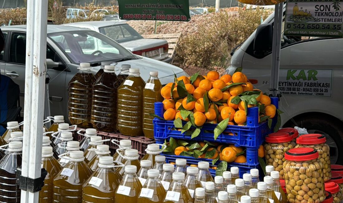 Seferihisar’da zeytin hasadı zamanını