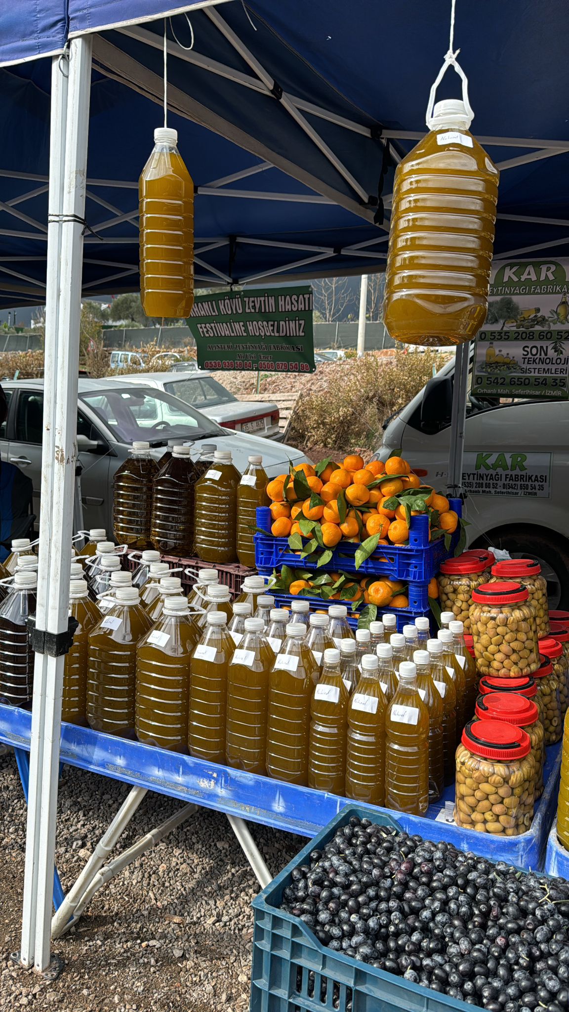 Zeytin Hasadı ilk kez festival olarak kutlandı!