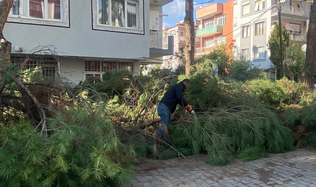 Ödemiş Belediyesi, budama çalışmalası