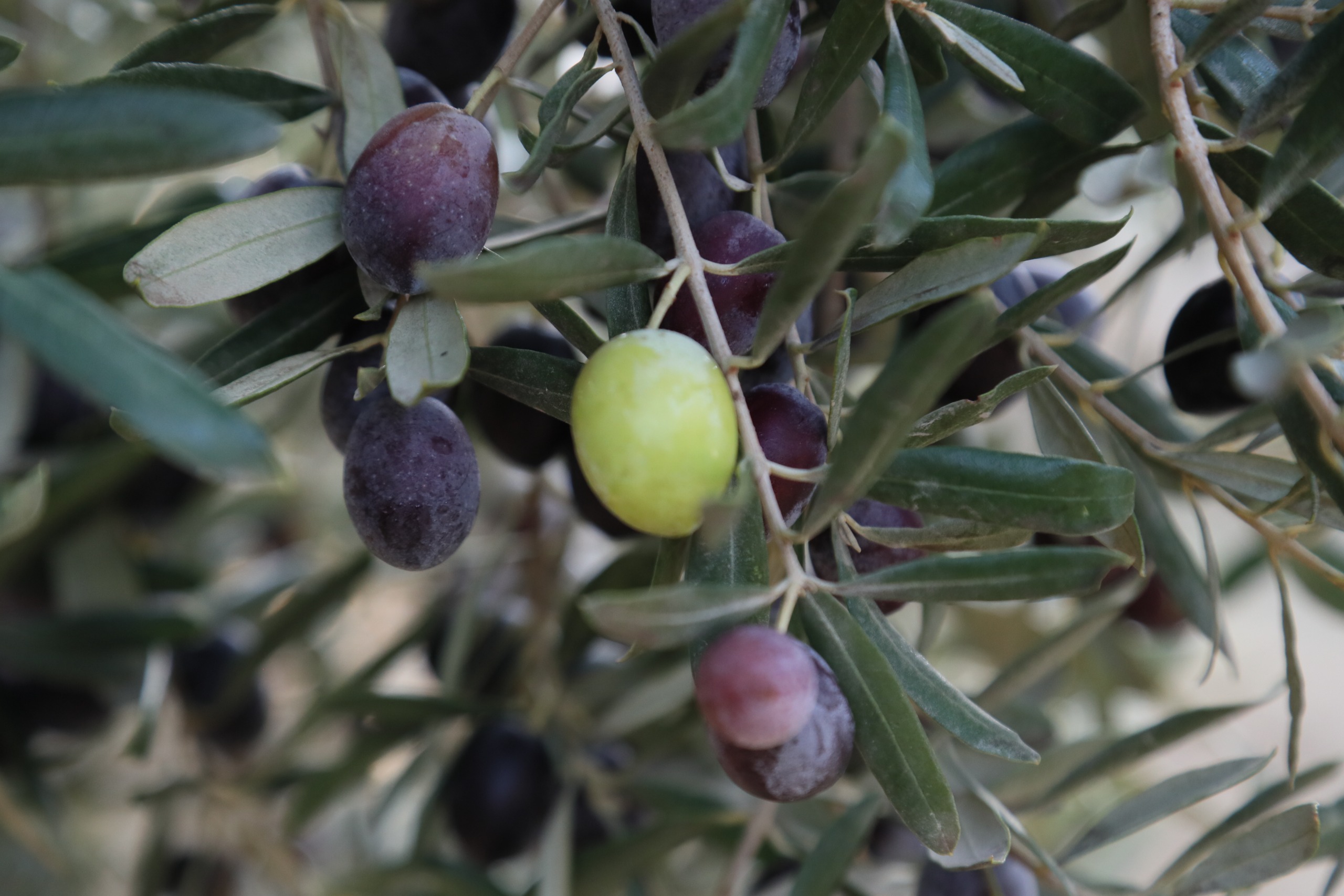 Urla’da ilk Zeytin ve Sanat Festivali düzenleniyor