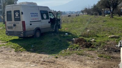 Kemalpaşa’da vatandaşlar tarafından yaralı halde bulunan Yılkı Atı, tedavi edilerek