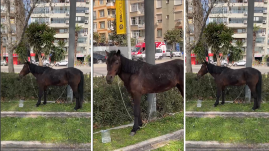 İzmir’in Karşıyaka ilçesinde, Alabey Durağı güzergahındaki ray hattında terkedilmiş bir